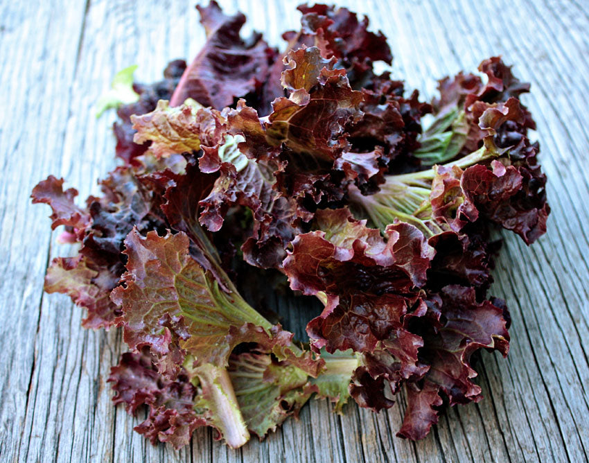 Lettuce Lollo Rosso