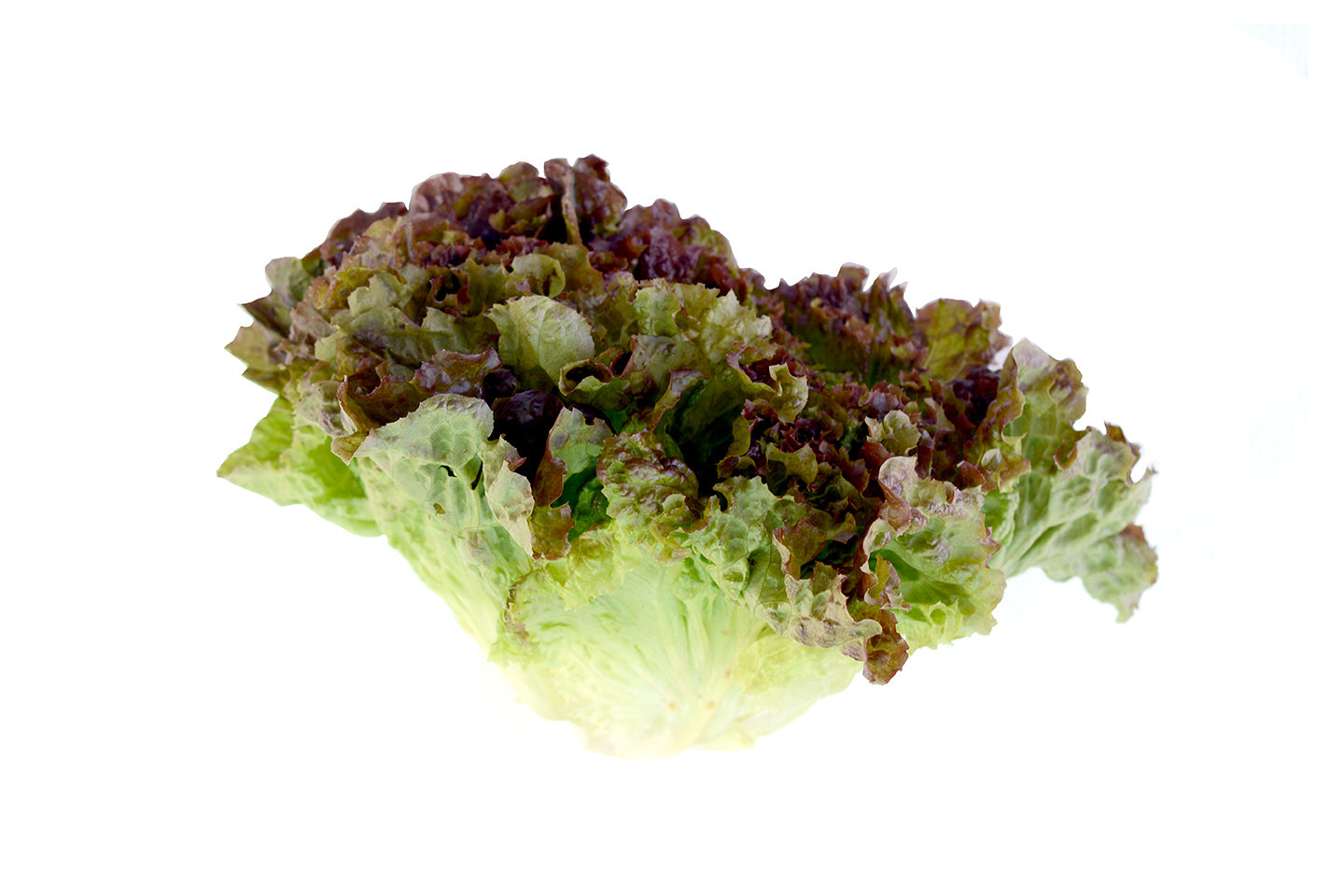 Lettuce Lollo Rosso