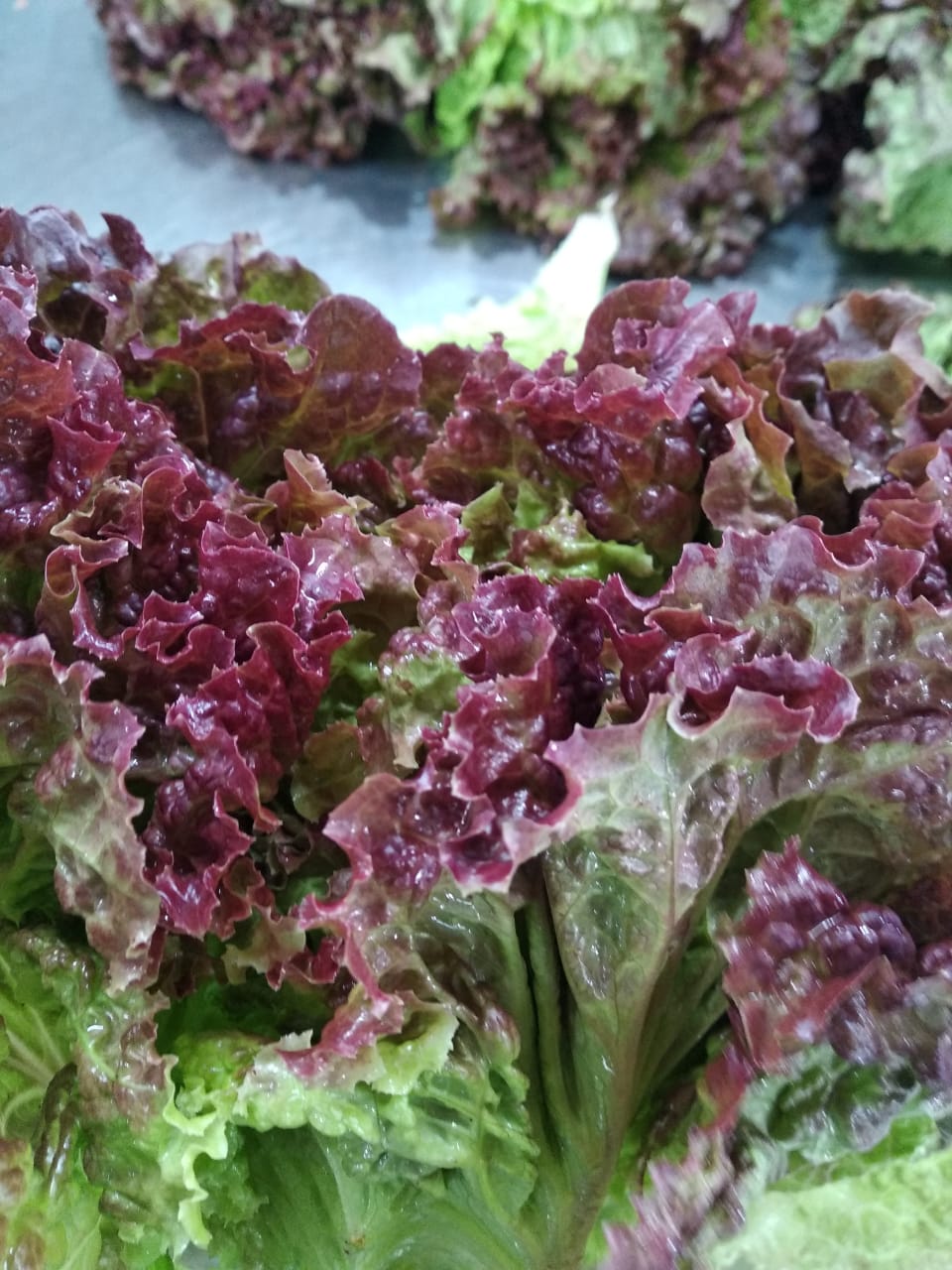 Lettuce Lollo Rosso