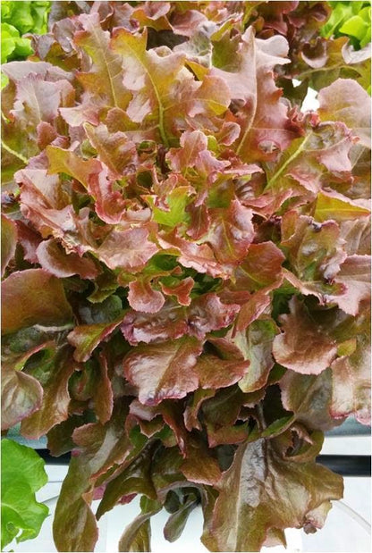 Lettuce Oak leaf Red