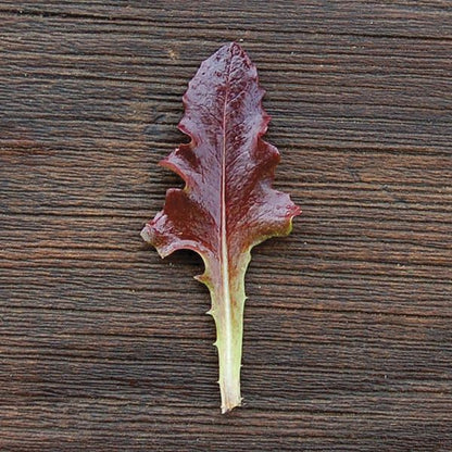 Lettuce Oak leaf Red