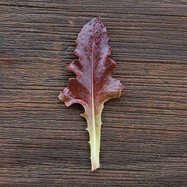 Lettuce Oak leaf Red