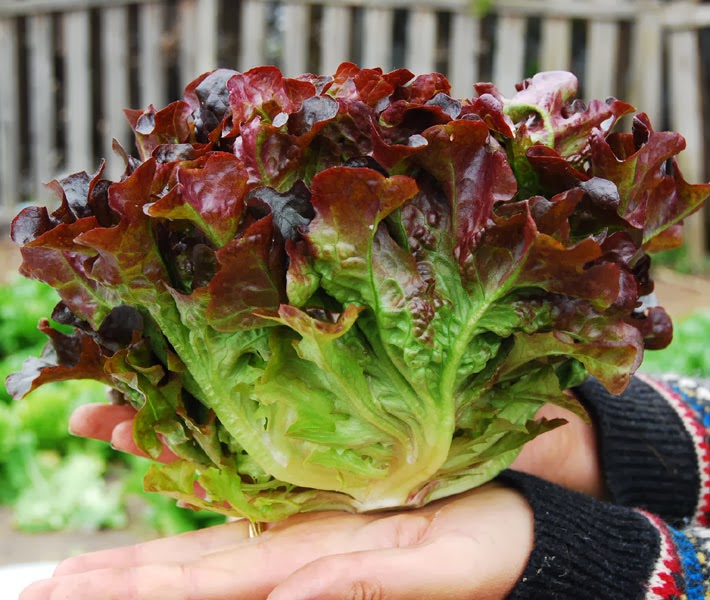 Lettuce Oak leaf Red