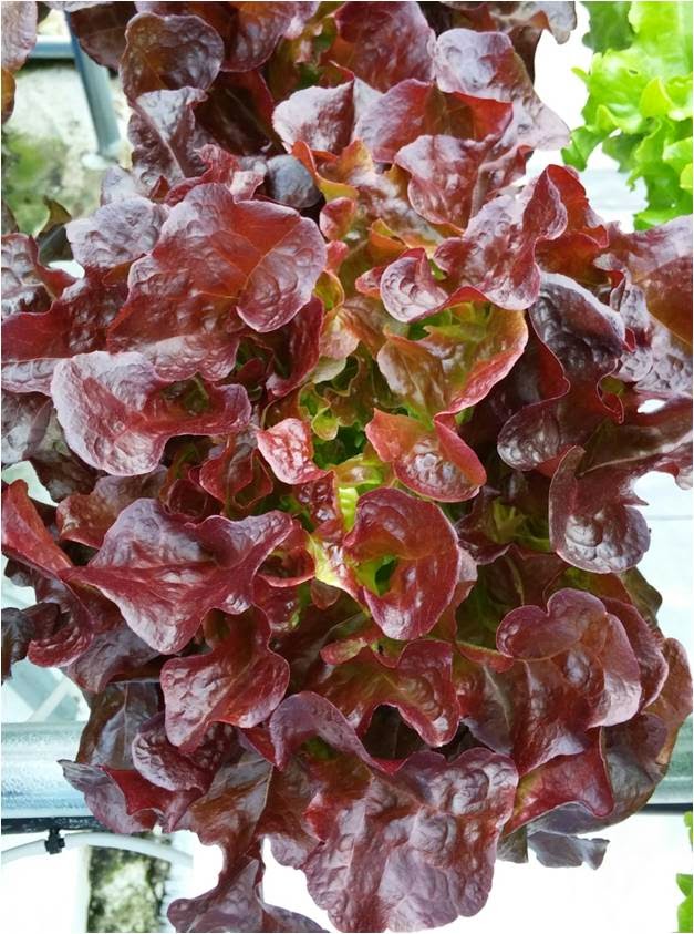 Lettuce Oak leaf Red