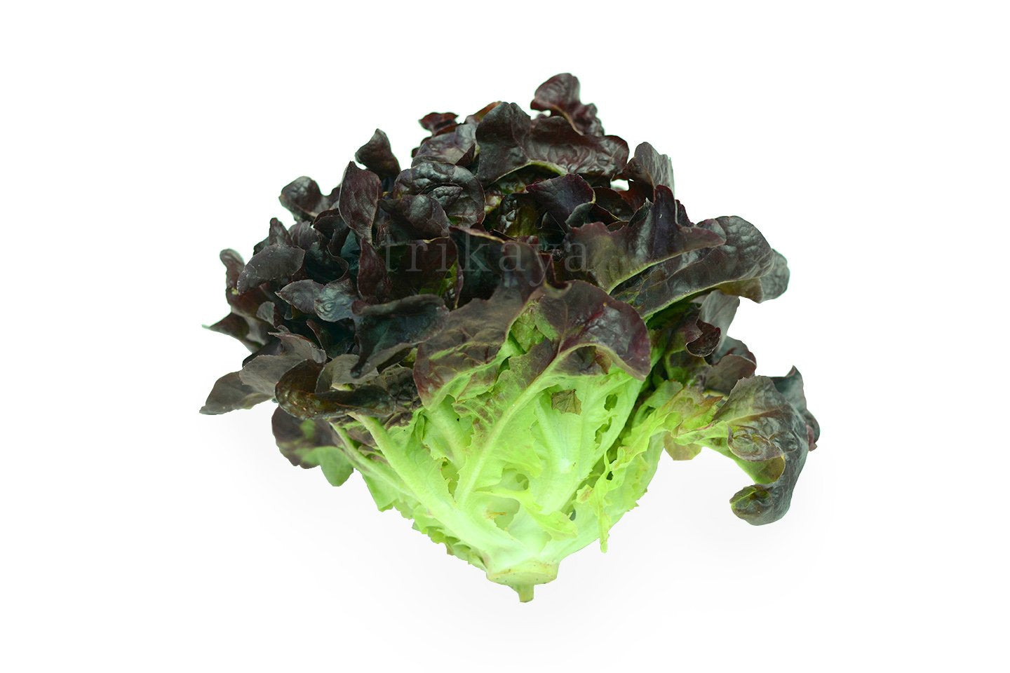 Lettuce Oak leaf Red