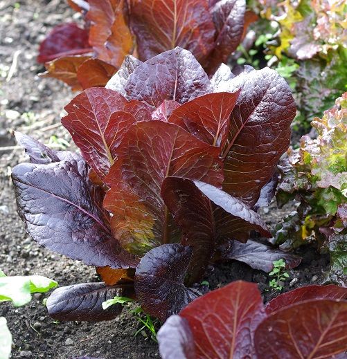 Lettuce Romaine Red