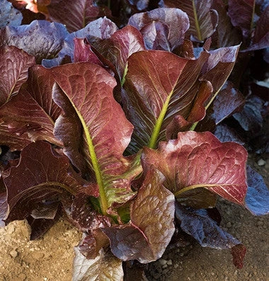 Lettuce Romaine Red
