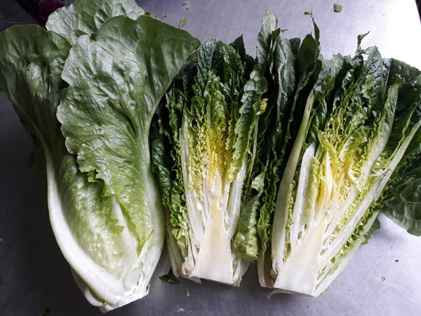 Lettuce Romaine Green