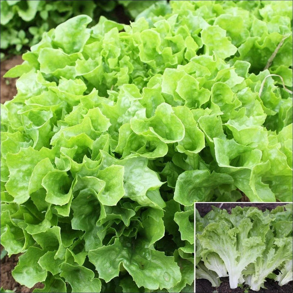 Lettuce Simpson/Green Leafy