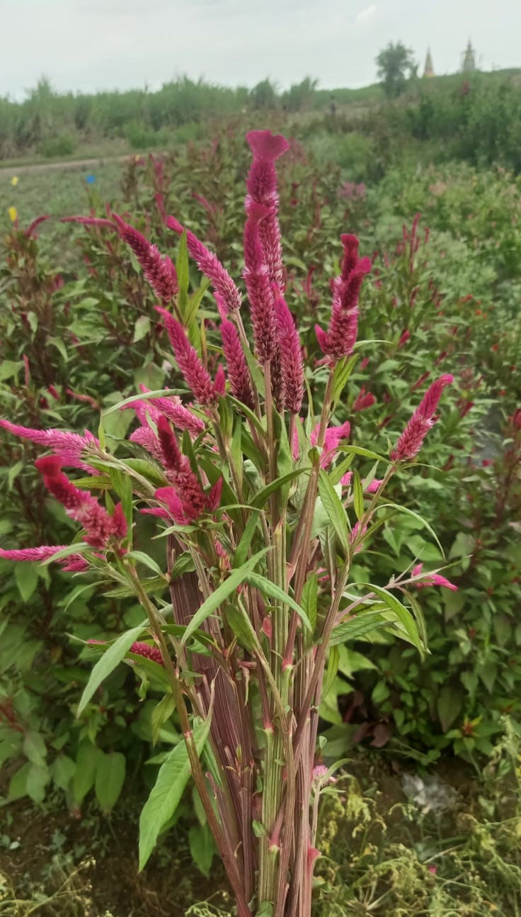Local Celosia