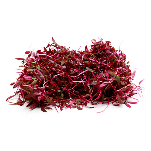 Microgreen Amaranthus