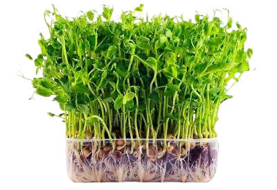 Live Microgreen - Peas