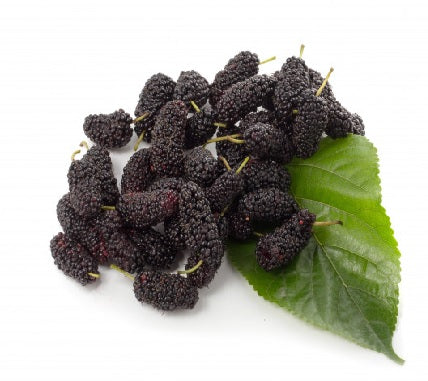Mulberry, Premium