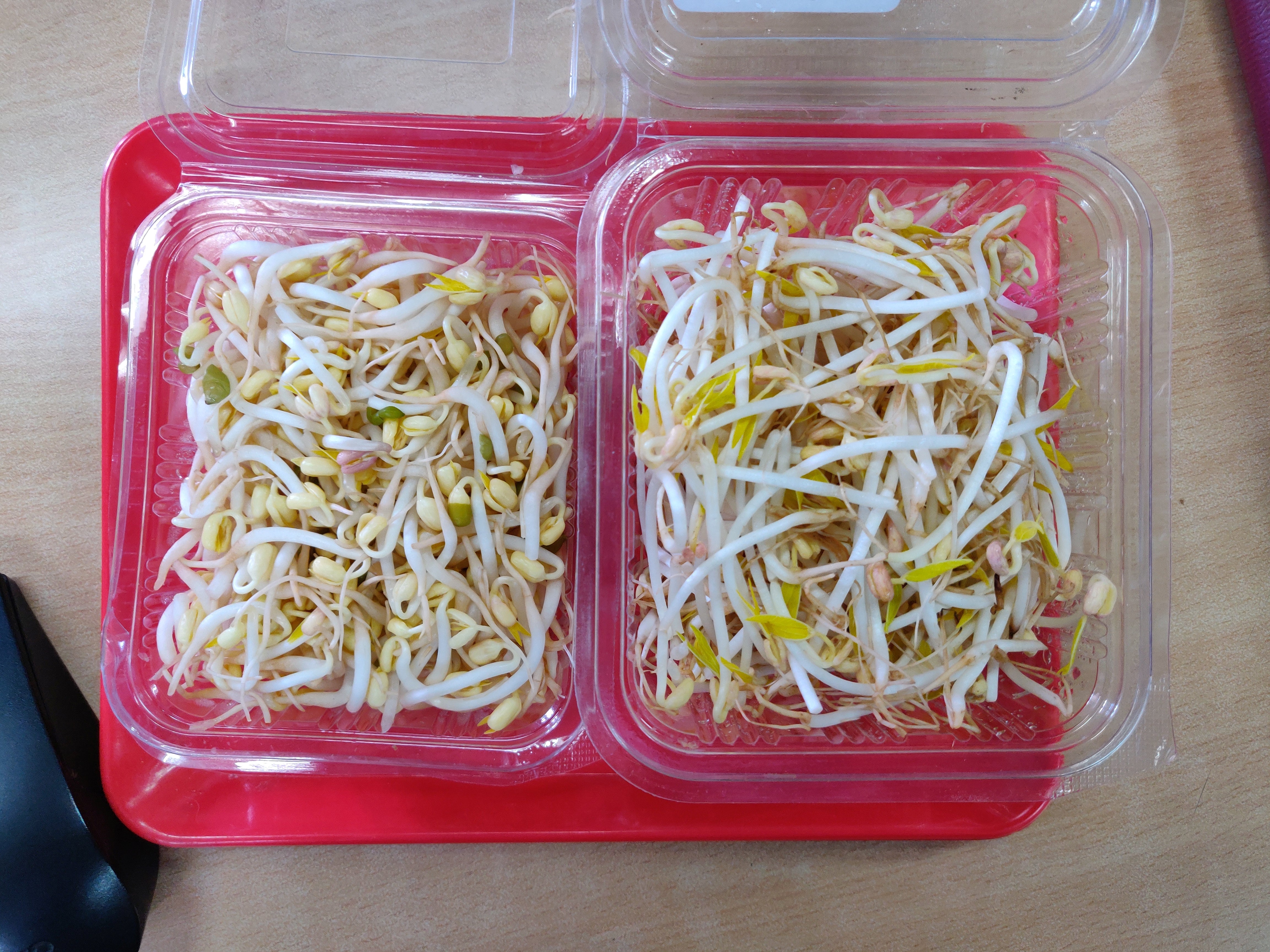Mung Sprouts