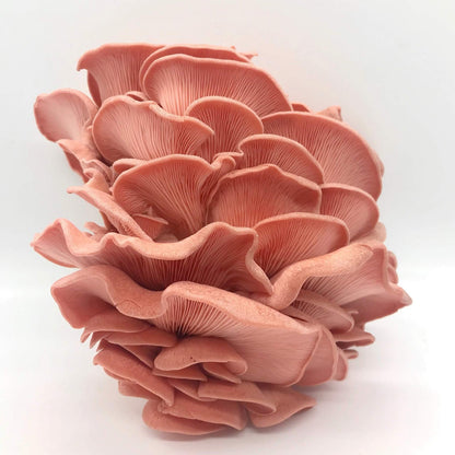 Mushrooms ,Oysters Mix