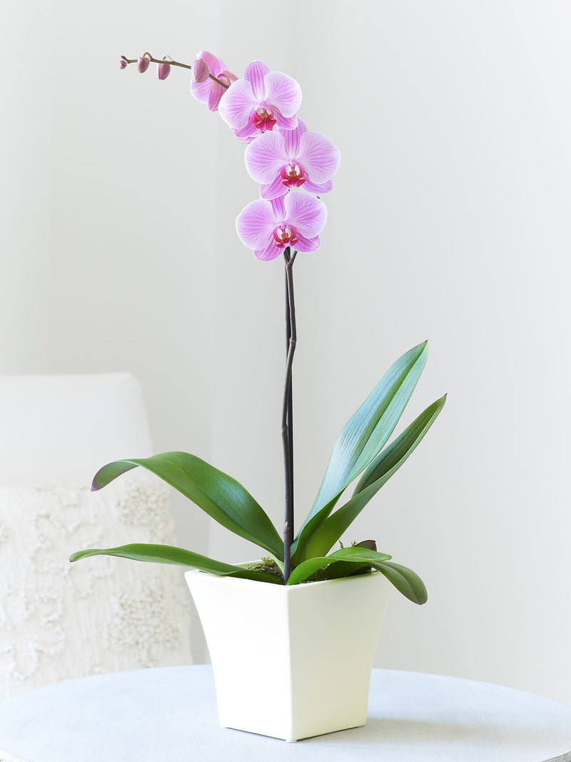 Phalaenopsis Orchid Pink Plant