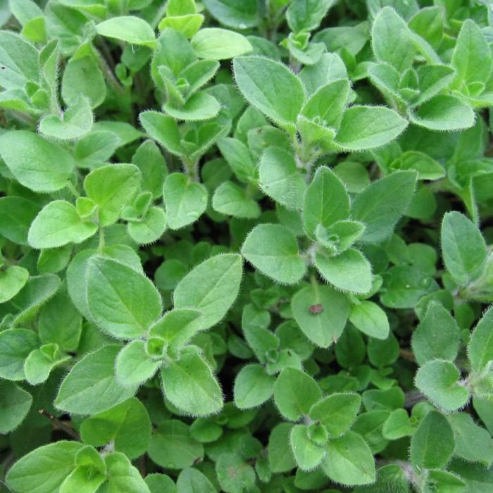 Oregano Fresh