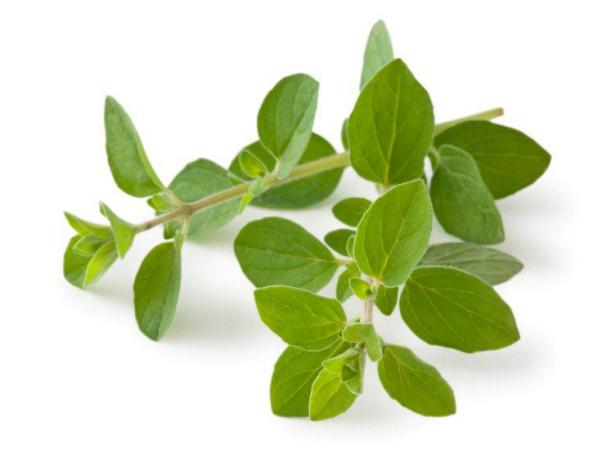 Oregano Fresh