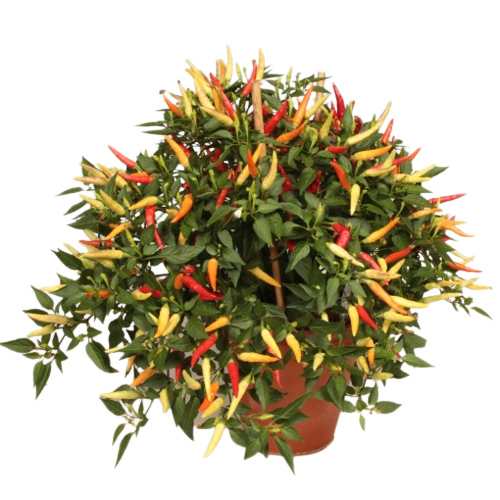 Ornamental Chilly Live Plant