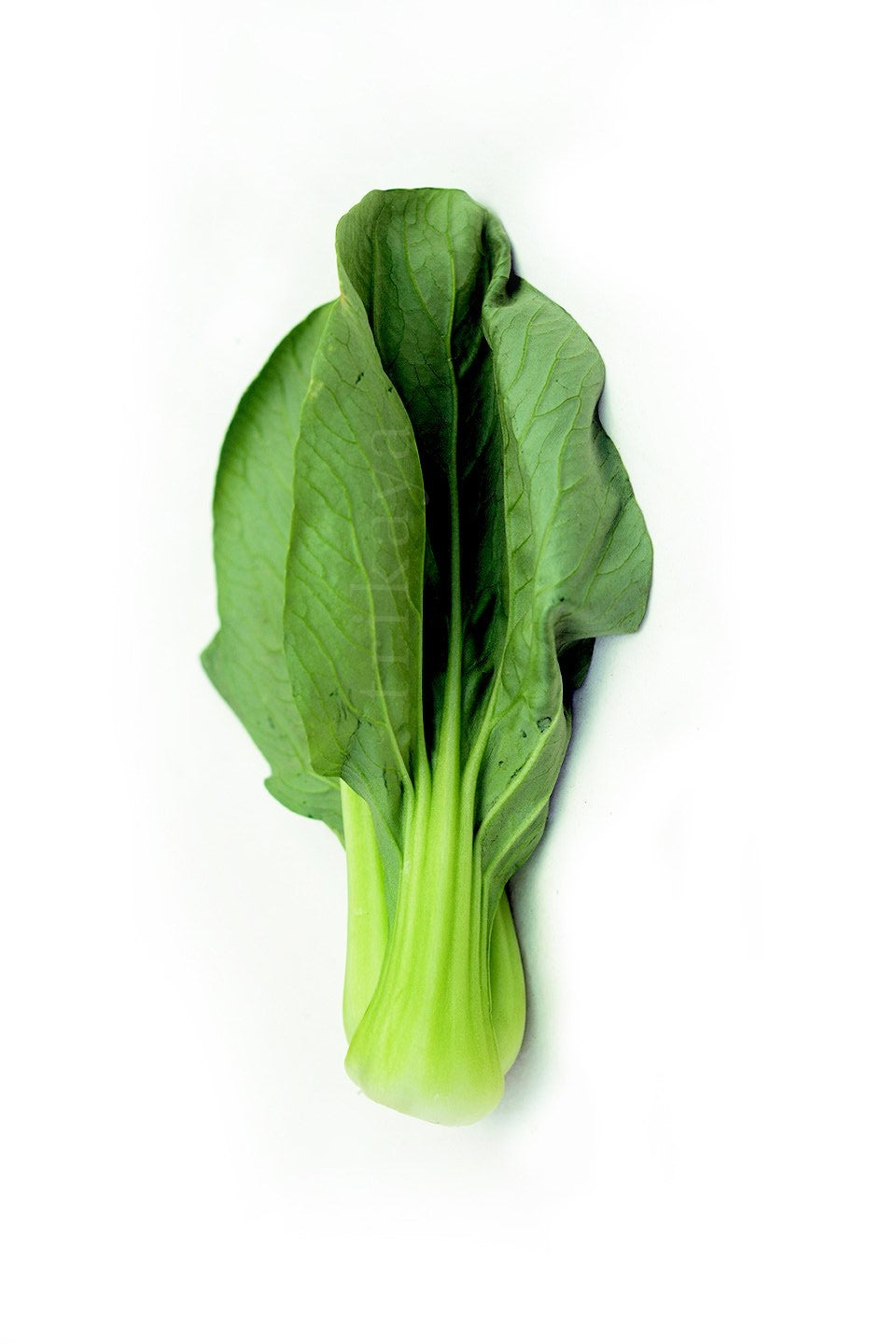 Pak choi, Baby
