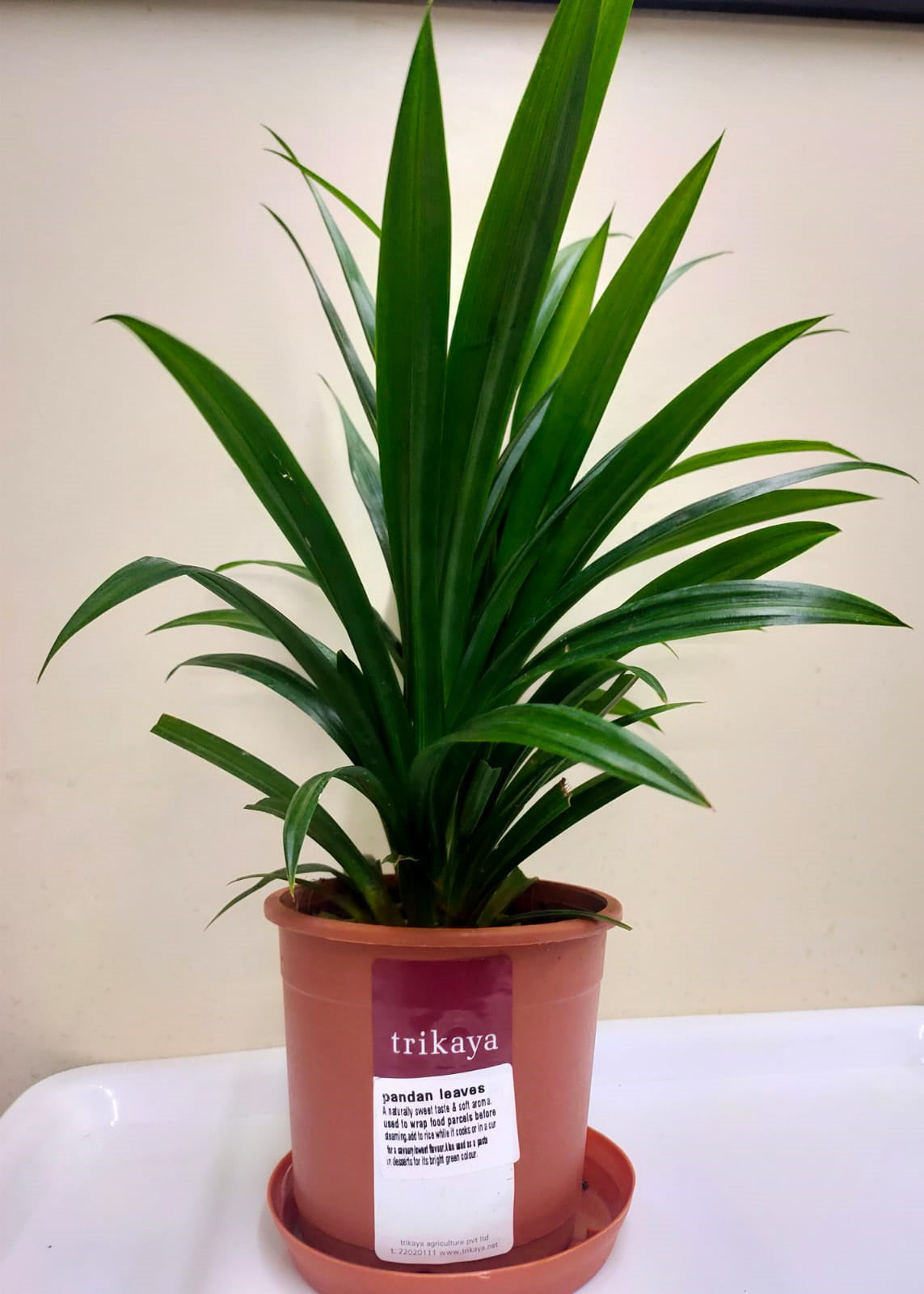 Pandanus Leaves Live Plant