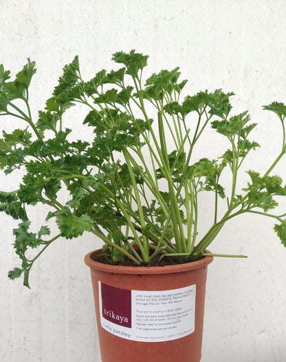 Parsley Curled Live Plant
