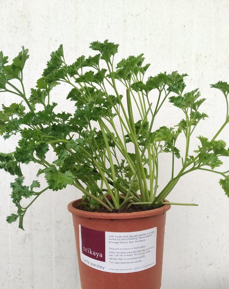 Parsley Curled Live Plant