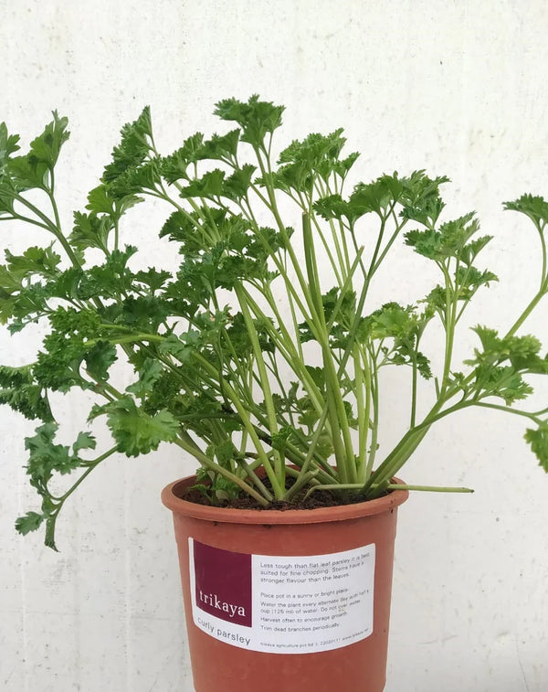 Parsley Curled Live Plant - Ceramic Potted