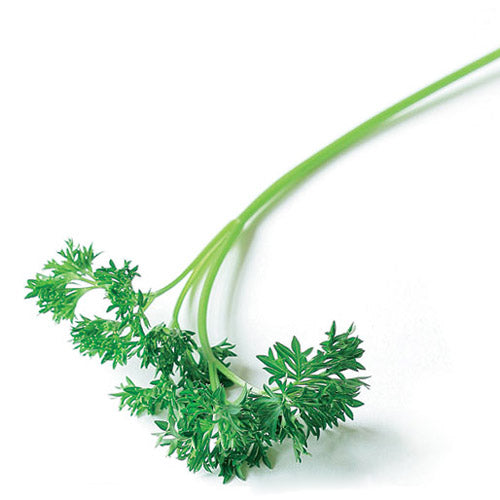 Parsley Curled