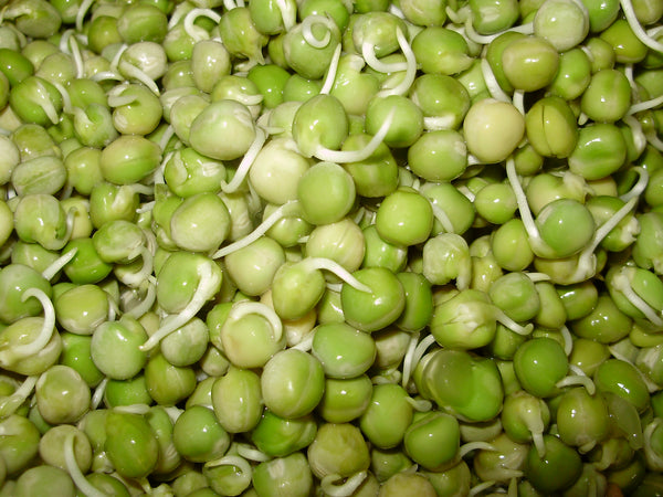 Peas Sprouts