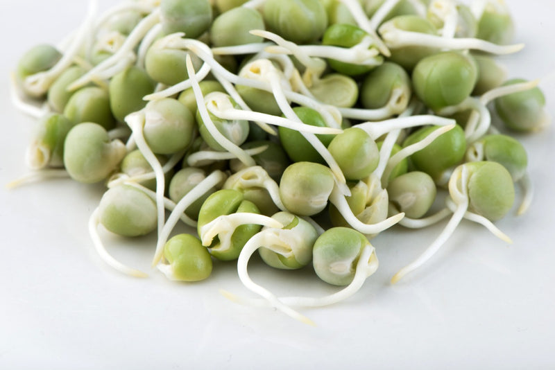 Peas Sprouts