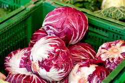 Radicchio