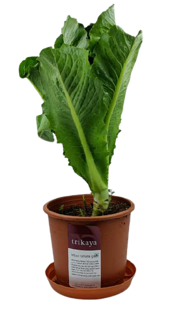 Lettuce Romain Green Live Plant