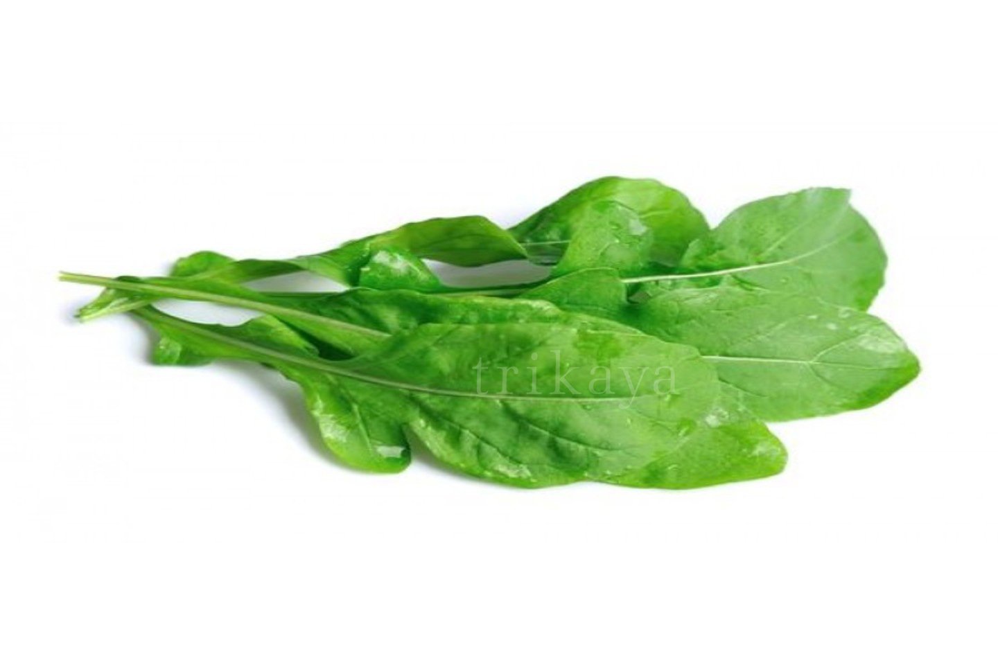 Roquette / Arugula