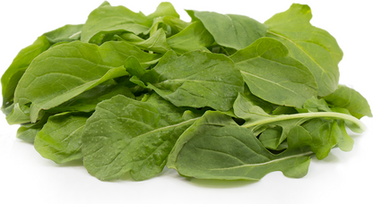 Roquette / Arugula