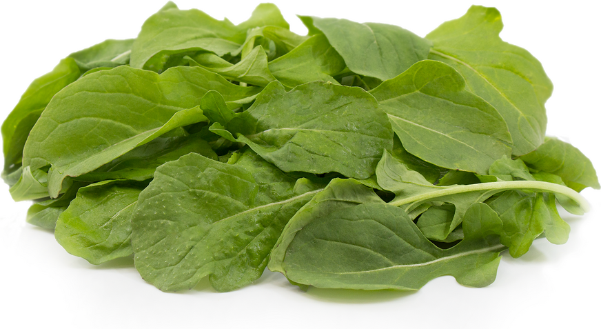 Roquette / Arugula