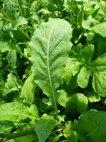 Roquette / Arugula