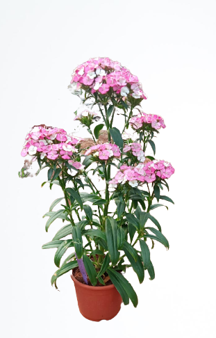 Sweet William Rose Supreme Live Plant