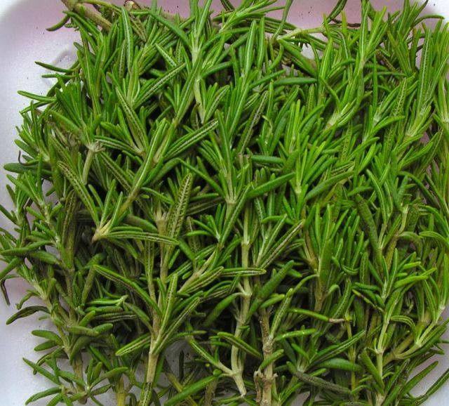 Rosemary Fresh