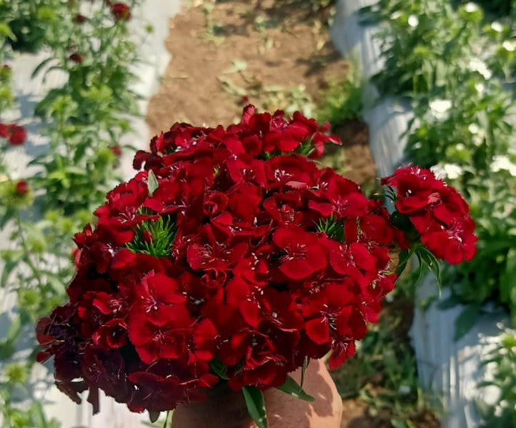 Sweet William Dwarf Brown