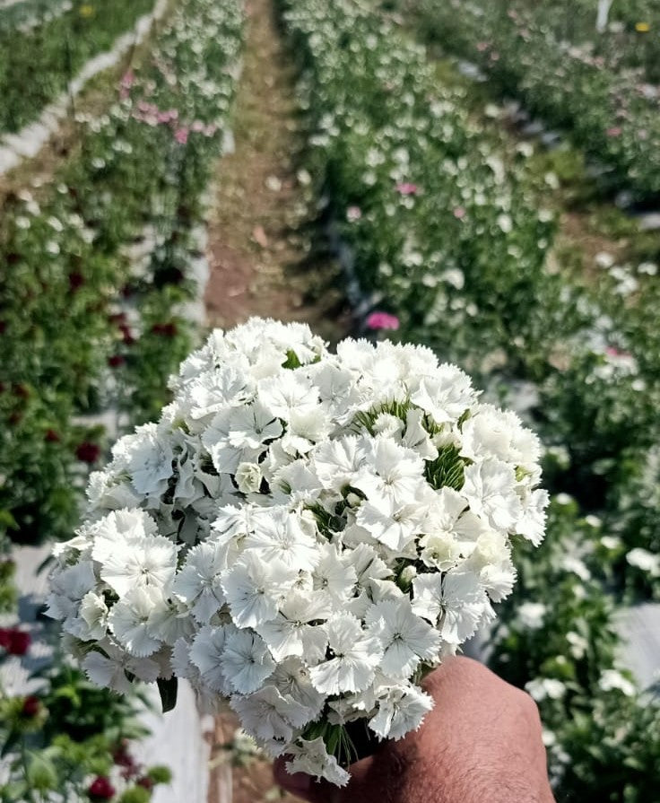 Sweet William Dwarf White