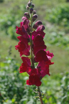 Snapdragon Red