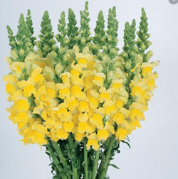 Snapdragon Yellow