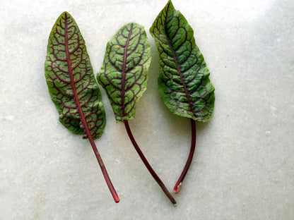 Sorrel