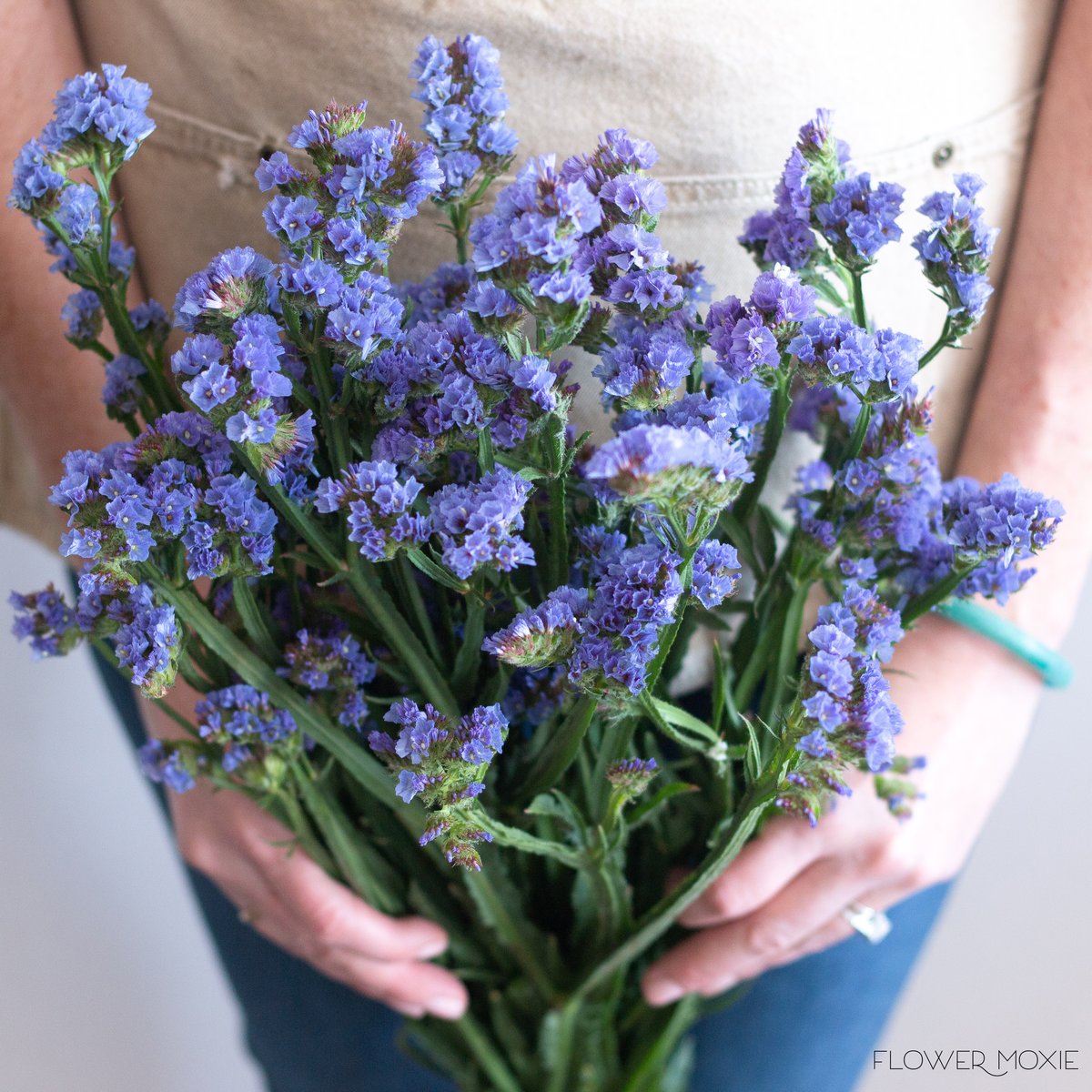 Statice Blue