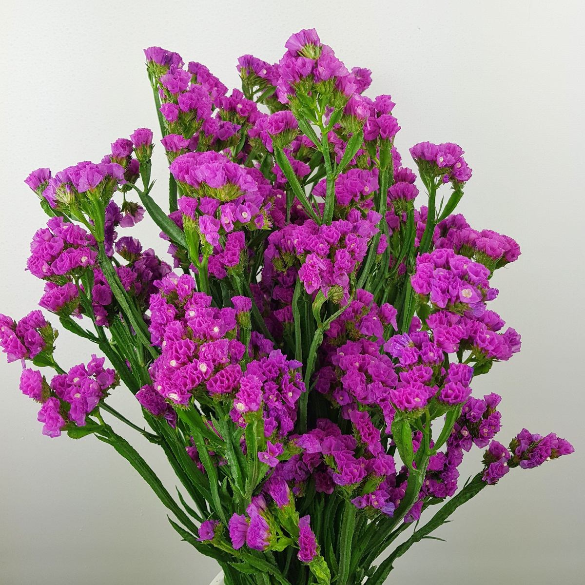 Statice Pink