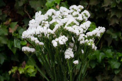 Statice White