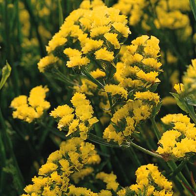 Statice Yellow