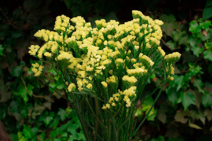 Statice Yellow
