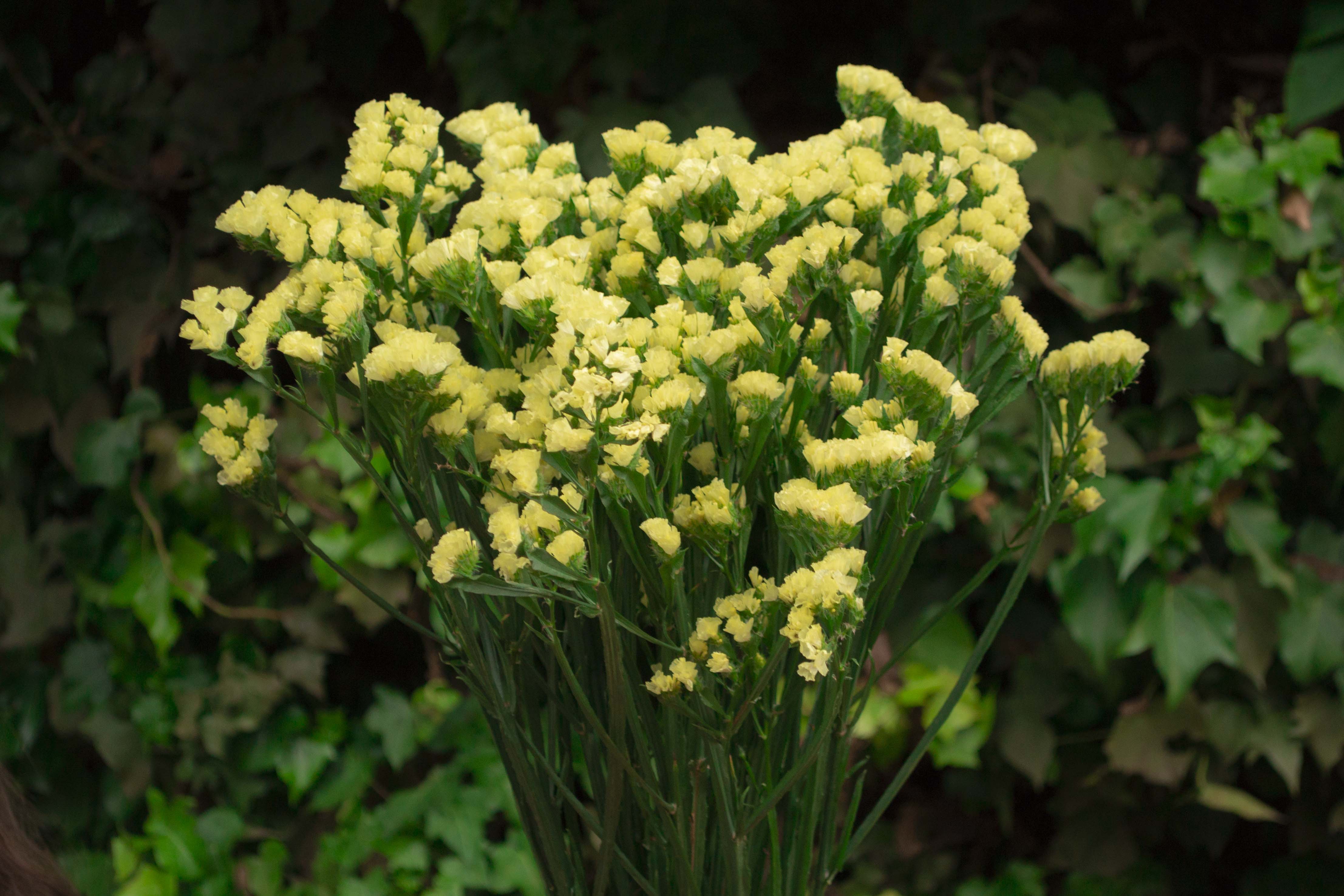 Statice Yellow